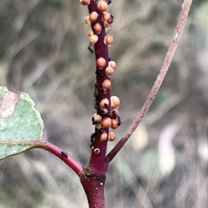 Eriococcus coriaceus at Ainslie, ACT - 24 Feb 2023