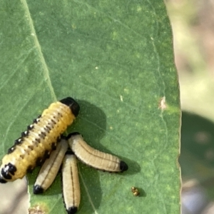 Paropsisterna cloelia at Ainslie, ACT - 24 Feb 2023