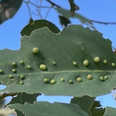 Ophelimus maskellii (Eucalyptus Gall Wasp) at Mount Ainslie - 24 Feb 2023 by Hejor1