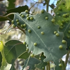 Ophelimus maskellii at Ainslie, ACT - 24 Feb 2023