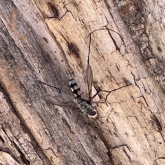 Prosena sp. (genus) at Ainslie, ACT - 24 Feb 2023