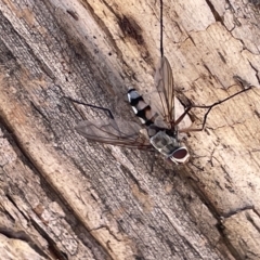 Prosena sp. (genus) at Ainslie, ACT - 24 Feb 2023