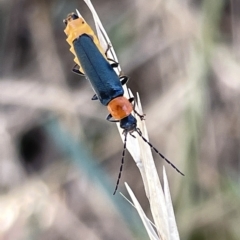 Chauliognathus tricolor (Tricolor soldier beetle) at Ainslie, ACT - 24 Feb 2023 by Hejor1
