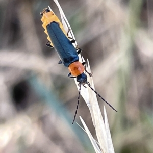 Chauliognathus tricolor at Ainslie, ACT - 24 Feb 2023 04:55 PM