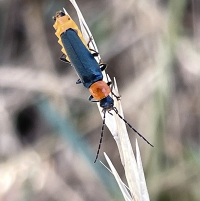 Chauliognathus tricolor (Tricolor soldier beetle) at Ainslie, ACT - 24 Feb 2023 by Hejor1