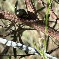 Callidemum hypochalceum at Ainslie, ACT - 24 Feb 2023