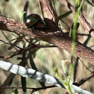 Callidemum hypochalceum at Ainslie, ACT - 24 Feb 2023