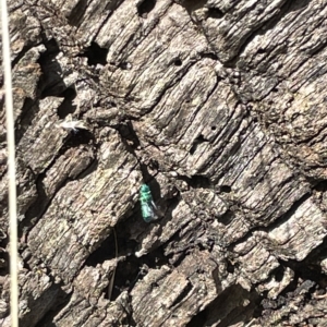 Chrysididae (family) at Ainslie, ACT - 24 Feb 2023 04:51 PM