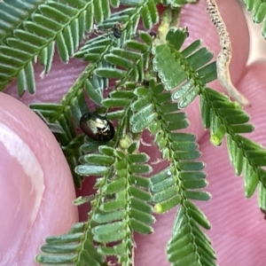 Ditropidus sp. (genus) at Ainslie, ACT - 24 Feb 2023