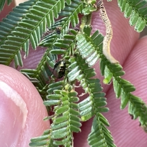 Ditropidus sp. (genus) at Ainslie, ACT - 24 Feb 2023