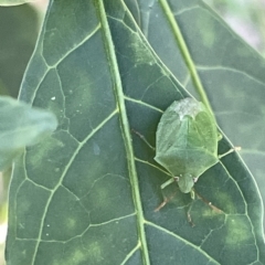 Nezara viridula (Green vegetable bug) at Ainslie, ACT - 24 Feb 2023 by Hejor1