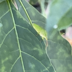 Nezara viridula at Ainslie, ACT - 24 Feb 2023