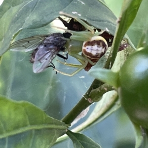 Lehtinelagia multopunctata at Ainslie, ACT - 24 Feb 2023