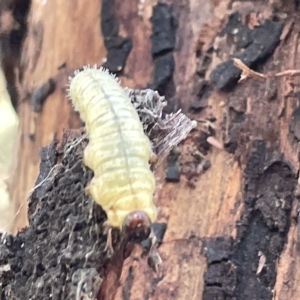 Perginae sp. (subfamily) at Ainslie, ACT - 24 Feb 2023