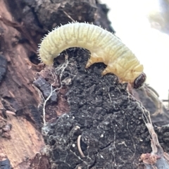 Perginae sp. (subfamily) at Ainslie, ACT - 24 Feb 2023