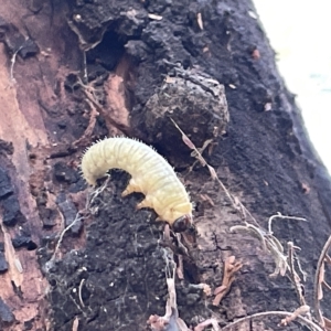 Perginae sp. (subfamily) at Ainslie, ACT - 24 Feb 2023