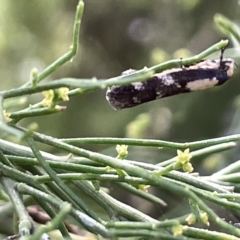 Monopis icterogastra (Wool Moth) at Mount Ainslie - 24 Feb 2023 by Hejor1