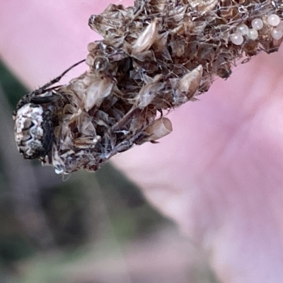 Backobourkia sp. (genus) at Mount Ainslie - 24 Feb 2023 by Hejor1