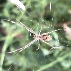 Leucauge sp. (genus) (Silver Orb-weaver) at Ainslie, ACT - 24 Feb 2023 by Hejor1