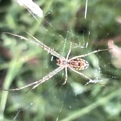 Leucauge sp. (genus) (Silver Orb-weaver) at Ainslie, ACT - 24 Feb 2023 by Hejor1