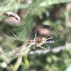 Leucauge sp. (genus) at Ainslie, ACT - 24 Feb 2023 04:10 PM