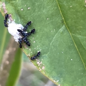 Ochetellus sp. (genus) at Ainslie, ACT - 24 Feb 2023