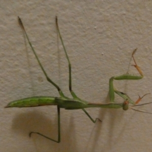 Pseudomantis albofimbriata at Queanbeyan, NSW - suppressed