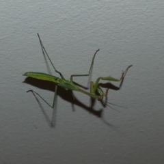 Pseudomantis albofimbriata at Queanbeyan, NSW - suppressed