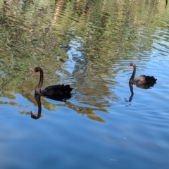 Cygnus atratus (Black Swan) at Splitters Creek, NSW - 24 Feb 2023 by Darcy