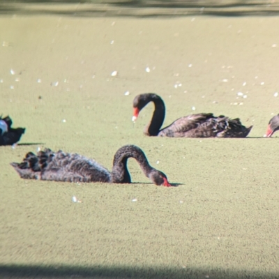 Cygnus atratus (Black Swan) at Splitters Creek, NSW - 24 Feb 2023 by Darcy