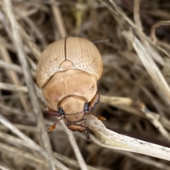 Anoplognathus pallidicollis (Cashew beetle) at Molonglo River Reserve - 14 Feb 2023 by SteveBorkowskis