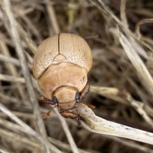 Anoplognathus pallidicollis at Belconnen, ACT - 14 Feb 2023