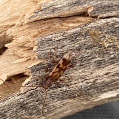 Bethelium diversicorne (Wattle Longhorn) at Molonglo Valley, ACT - 14 Feb 2023 by SteveBorkowskis