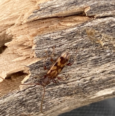 Bethelium diversicorne (Wattle Longhorn) at Molonglo Valley, ACT - 14 Feb 2023 by SteveBorkowskis