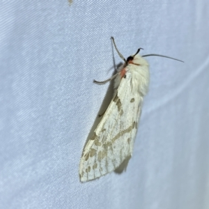 Ardices canescens at Jerrabomberra, NSW - suppressed