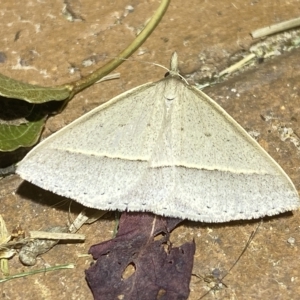 Epidesmia chilonaria at Jerrabomberra, NSW - suppressed