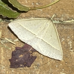 Epidesmia chilonaria at Jerrabomberra, NSW - suppressed