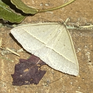 Epidesmia chilonaria at Jerrabomberra, NSW - suppressed