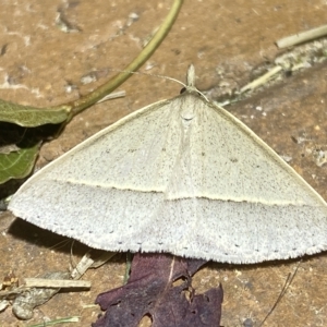 Epidesmia chilonaria at Jerrabomberra, NSW - suppressed