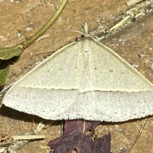 Epidesmia chilonaria at Jerrabomberra, NSW - suppressed