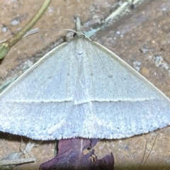 Epidesmia chilonaria at Jerrabomberra, NSW - suppressed