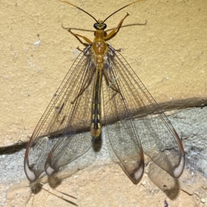 Nymphes myrmeleonoides at Jerrabomberra, NSW - suppressed