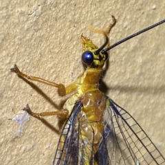 Nymphes myrmeleonoides at Jerrabomberra, NSW - suppressed