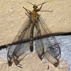 Nymphes myrmeleonoides at Jerrabomberra, NSW - suppressed