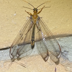 Nymphes myrmeleonoides at Jerrabomberra, NSW - suppressed