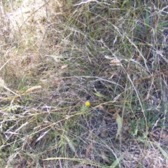 Rutidosis leptorhynchoides (Button Wrinklewort) at Federal Golf Course - 24 Feb 2023 by MichaelMulvaney