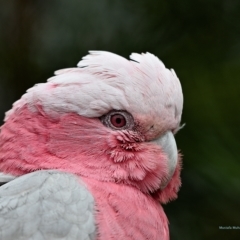 Eolophus roseicapilla (Galah) at Tahmoor, NSW - 10 Oct 2022 by Freebird