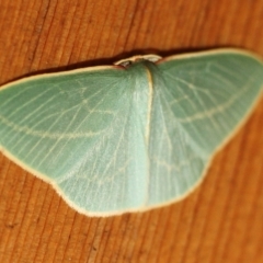 Chlorocoma carenaria (Veined Emerald) at Tathra, NSW - 17 Jul 2022 by KerryVance