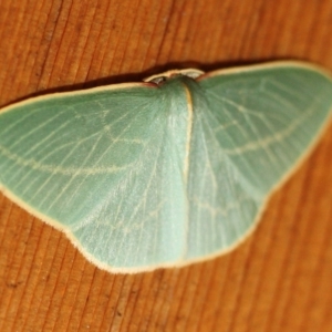 Chlorocoma carenaria at Tathra, NSW - 18 Jul 2022 04:26 AM