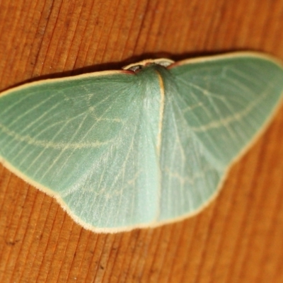 Chlorocoma carenaria (Veined Emerald) at Tathra, NSW - 18 Jul 2022 by KerryVance2